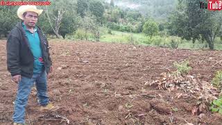 😀🌾🌽Hoy les muestro como esta brotando la milpa en el campo gracias a las lluvias 😀🌾🌽 [upl. by Karlik]