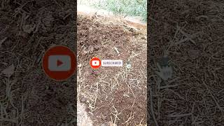 Ghar par Vermicompost shorts ytshorts vermicompost organicplantsgarden [upl. by Narbig]