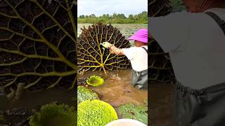 Beautiful Natural Gorgon Harvesting amp Rural Life  Prickly Water Lily Seeds shorts youtubeshorts [upl. by Qulllon909]