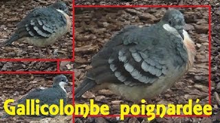 Gallicolumba luzonica Scopoli 1786  Gallicolombe poignardée  Ménagerie de Paris  032015 [upl. by Lehmann]