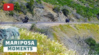 Wildflowers on Highway 49 Mariposa County [upl. by Misaq]