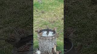 Sparrows at the Bird Bath [upl. by Roberson661]