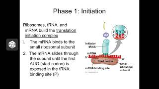 Gene Expression mRNA Processing amp Translation Ch 17 [upl. by Shirleen]