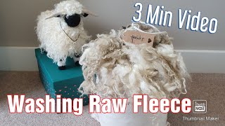 Washing a Raw Wool Fleece  Quick Guide  3 Minute Video [upl. by Trovillion]