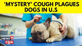 US News  Mystery Respiratory Illness In Dogs In Over 14 US States  New Outbreak  N18V [upl. by Ymeraj]