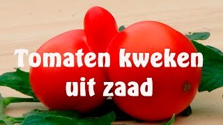 Tomaten kweken uit zaad [upl. by Clayborn]