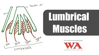 Lumbrical Muscles World of Anatomy [upl. by Eahsed]