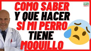 ✅ ¿QUÉ HACER SI MI PERRO TIENE MOQUILLO ✅ SÍNTOMAS TRATAMIENTO Y PLAN VACUNAL del DISTEMPER CANINO [upl. by Ainnet]