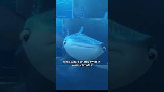 A Mistake in Finding Dory  Dory Meets Destiny and Bailey Scene [upl. by Montague]