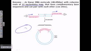 Lambda genome structure [upl. by Reniti539]