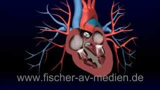 Das Herz  kurz und bündig  3D Animation  Heart  cardiovascula [upl. by Rabah]