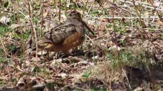 Woodcock and chicks [upl. by Reinhardt]