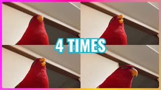 red bird meme 1 million times [upl. by Crompton]