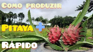 Como produzir pitaya  rápido  Dicas e manejos [upl. by Hadley]