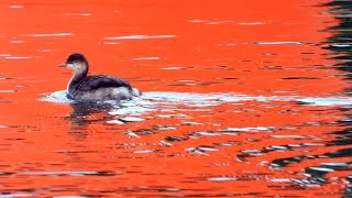 Black Necked Grebe September 24 4K [upl. by Woodberry723]