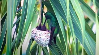 colibri alimentando sus bebes Espero les guste [upl. by Lajet]