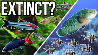 5 Popular Aquarium Fish Close To Extinction [upl. by Powder]