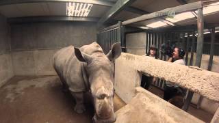 Desde el Zoológico Dormitorio de rinocerontes [upl. by Lajes]