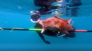 Spearing Gulf of Mexico Hogfish with the New Riffe Mamba Polespear ft Alec [upl. by Eerhs]