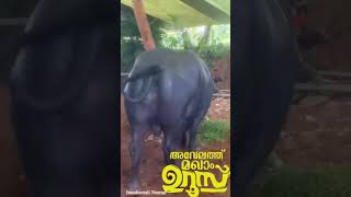 ആവേലത്ത് മഖാ ഉറൂസ് [upl. by Creight]