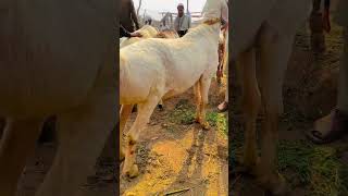 Dumba shouq kids comedy song abbasjamil cow maveshimandi cattlemarket goat [upl. by Tsenrae]