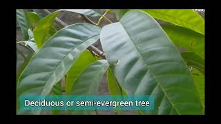 Annona reticulata  Ramphal  Bullocks Heart  WildSweetsop  रामफल  soursop [upl. by Socin634]