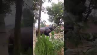 Rhinoceros 🦏 attack on biker and villagers [upl. by Eanyl]