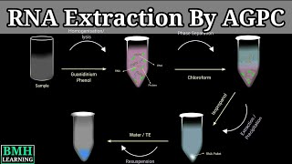 RNA Extraction By AGPC  Guanidium Thiocyanate Phenol Extraction For RNA  RNA Purification [upl. by Card665]