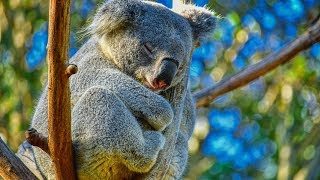 Peaceful Relaxing Instrumental Music Meditation nature music quotAnimals of Australiaquot by Tim Janis [upl. by Keriann]