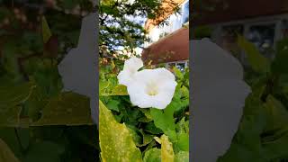 Calystegia sepium🤍🤍🤍🤍shorts flowers [upl. by Friederike]