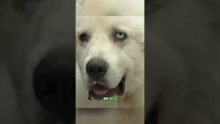 🐶🛡️ Casper the Hero The Courageous Dog Who Saved Sheep from Coyotes 🌟💪dog doglover guarddog [upl. by Ydnar879]