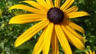 Gelber Sonnenhut Echinacea in elfis Wildgarten [upl. by Aisinoid562]