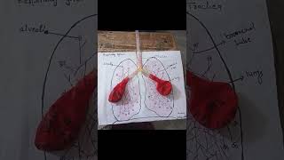 Lungs respiratory system muskanstudyworld respiratorysystem [upl. by Enitsenrae]