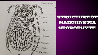 Structure of Marchantia sporophyte  Tutorial by Dr Charulata [upl. by Nwahsav]