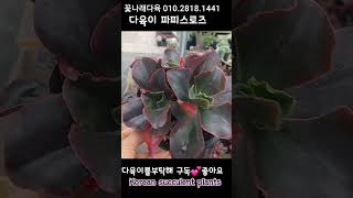 다육이 파피스로즈 다육식물 plants 다육 다육이들 garden [upl. by Nnaarual]