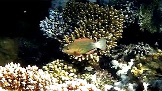 Sixbanded parrotfish Scarus frenatus female Шестиполосый попугай самка [upl. by Mllly608]