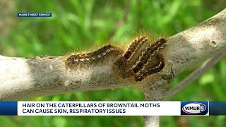 Hair on browntail moth caterpillars can cause skin respiratory issues [upl. by Kaile625]