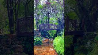 Discover the Untouched Beauty of Meghalaya  Explore Waterfalls amp Living Root Bridges [upl. by Mei]