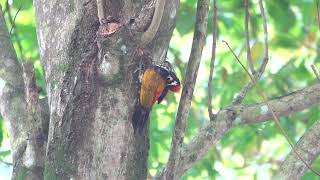 Common Flameback Kranji Marshes Singapore 31 October 2024 [upl. by Rotce]