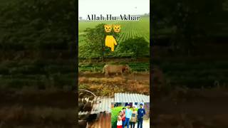 😱😱😱loinie 🦁🐱🐱short motivation ytshorts india 🐅😱😨❌ [upl. by Otrepur]