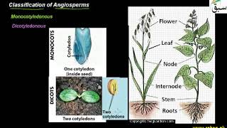 Classification of Angiosperms  1st year Biology  swap education portal [upl. by Rhiana582]