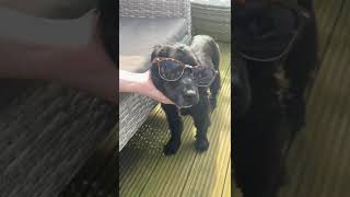 Funny crazy Sprocker Spaniel dog dancing with glasses on [upl. by Tessa154]