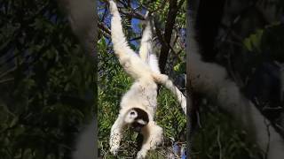 Wild Verreauxs sifaka in Berenty Reserve Madagascar [upl. by Eiuqnimod]