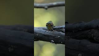 Red Billed Leiothrix birding 5dmarkiv sigma150600 [upl. by Eillo]