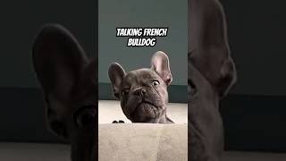 Talking French Bulldog and Cat [upl. by Naux]