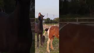 Wild Horse Mare revolutionizing young foals future stallions Horses Shorts 2787 [upl. by Dallis]