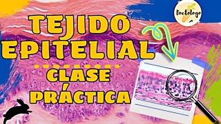 TEJIDO EPITELIAL CLASE PRACTICA HISTOLOGIA [upl. by Nochur]