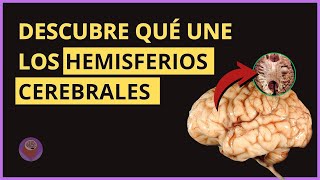 Hemisferio cerebral cara interna giros y cisuras  Neuroanatomía [upl. by Silvestro]