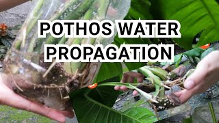 HOW TO PROPAGATE POTHOS IN WATER Giant Pothos  No Soil Needed [upl. by Boonie197]