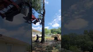 Behind the Scenes of a Precision Tree Feller Felling a Pine Tree treefelling arborist [upl. by Slocum775]